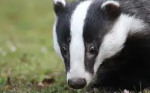 Badger